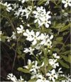 Arbusti Exochorda x macrantha