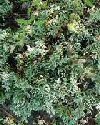 Piante Medicinali Juniperus communis