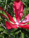 Arbusti Hibiscus coccineus