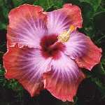 Ibisco