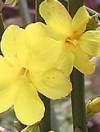 Arbusti Jasminum nudiflorum