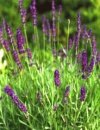 Lavanda