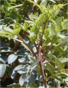 Arbusti Pistacia lentiscus