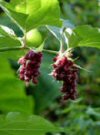 Arbusti Leycesteria formosa