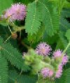 Arbusti Mimosa pudica