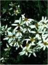 Arbusti Olearia nummulariifolia