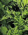 Arbusti Onoclea sensibilis