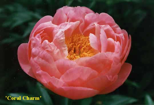 Peonia