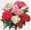 Annuali Phlox