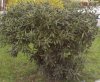 Arbusti Pittosporum