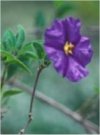 Arbusti Solanum rantonnetii