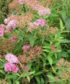 Linguaggio dei fiori Spirea