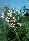 Arbusti Xanthoceras sorbifolium