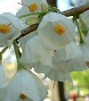 Arbusti Halesia carolina