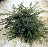 Arbusti Cotoneaster