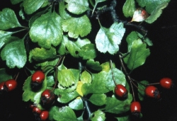 Biancospino