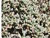 Mesembryanthemum lampranthus