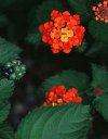 Arbusti Lantana