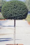 Arbusti Ligustrum ovalifolium