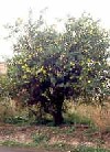 Aromatiche Citrus limon