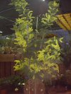 Piante Medicinali Acacia dealbata