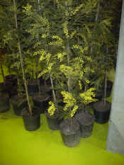 Acacia dealbata