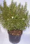 Arbusti Myrtus communis