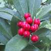 Arbusti Skimmia japonica