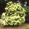 Arbusti Viburnum