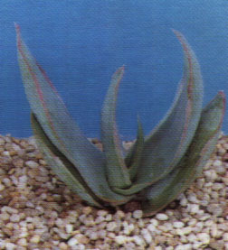 Aloe arborescens