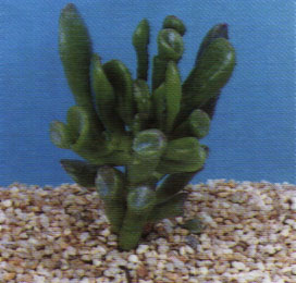 Crassula