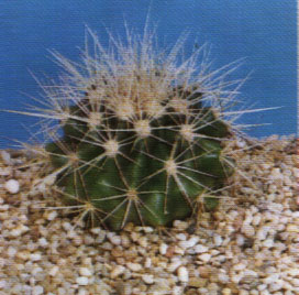 Echinocactus grusonii