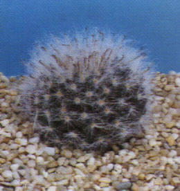 Mammillaria