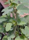 Adenia spinosa