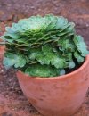 Aeonium tabuliforme