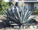 Agave