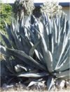 Agave americana
