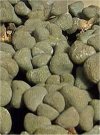 Aloinopsis