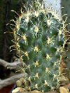 Ancistrocactus