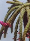 Aporocactus flagelliforme