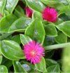 Aptenia cordifolia