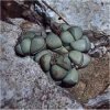 Argyroderma pearsonii