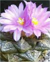 Ariocarpus fissuratus