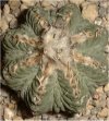 Aztekium