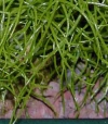 Boweia volubilis