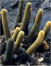 Brachycereus