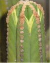 Browningia