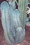 Cereus peruvianus