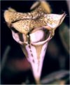 Ceropegia woodii