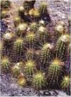 Coleocephalocereus